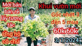 3/7/2024️0913134178 Hoàng Minh  vườn mới khui vườn cây mới đẹp gốc nhớt 3 đến 5 mùa giá siêu mềm