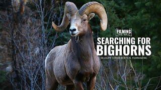 Searching For Bighorns | Wildlife Filmmaking | Filming The Wild