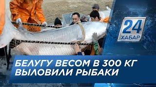 В Атырау рыбаки поймали огромную белугу