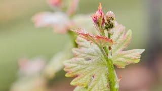 2016 Vintage Spring Growing Season Report | Jordan Vineyard & Winery