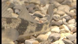 LFV, Fische und Fischerei, Teil 4, Die Barschartigen, andere Stachelträger und die Rutte (VTS_01_1)