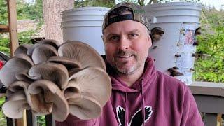 How To Start a MUSHROOM BUCKET