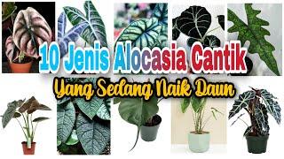 10 Jenis Alocasia Yang Sedang Naik Daun di Tahun 2021, Jenis-Jenis Alocasia