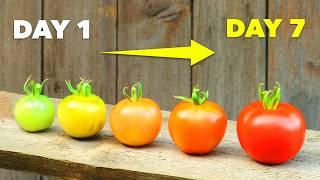 How to Ripen Green Tomatoes In Just 7 Days