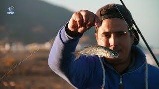 طريقة المنطاج وجمع اسماك البوري للصيد بالطعم الحي live bait fishing