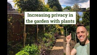 How to increase privacy in the garden with plants