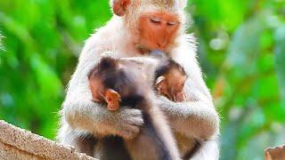 Amazingly Intelligent Monkey, Documentary, Best Monkey Moments, Mom Very Care 2Babies Hug In Chest