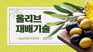 11. 올리브 재배기술