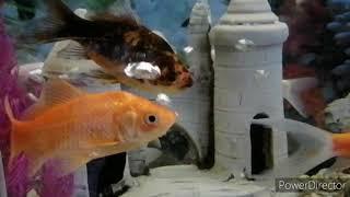 PET GOLDFISH | FISH AQUARIUM | FISH FOR BEGINNERS