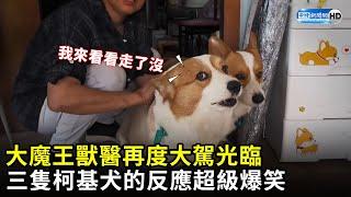 大魔王獸醫再度大駕光臨　三隻柯基犬的反應超級爆笑 @666eggs ｜中時新聞網