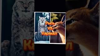 Рысь VS каракал