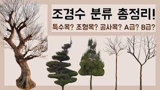 소나무와 가로수(정원수), 수형에 따라서 종류가 나뉜다? (특수목, 조형목, 공사목, A급, B급)