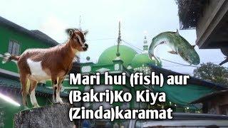 (goat)bakri ko kiya zinda | mahim dargah,mumbai