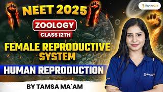 Female Reproductive System | Human Reproduction | Zoology Class 12 | NEET 2025 | Tamsa Ma'am