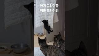 아기 냥이들 클라이밍 선수되다!ㅋㅋ