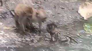 Baby monkey crosses the river then comes into play