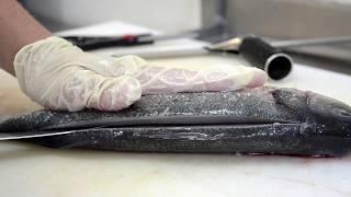 Canoe cutting a sea bass