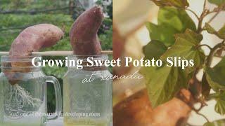 how to grow sweet potato slips / vine | growing satsumaimo slips ( japanese sweet potato )