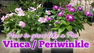 Growing Vinca / Periwinkle in a Container | Hybrid Vinca Plant Care