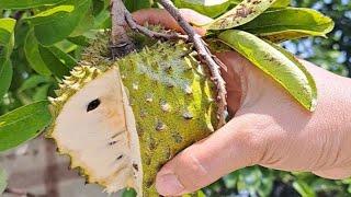 Cutting and Eating  from the tree - Best way to taste the goodness of soursop