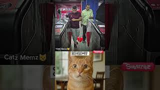 Free way to enter the room #cat #memes #funny