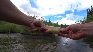 Fishing Colorado, Four Mile Creek