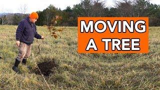 Replanting a Tree Seedling (short film)