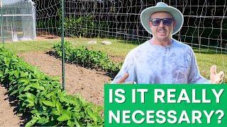 Growing Peas: To Trellis or Not to Trellis?