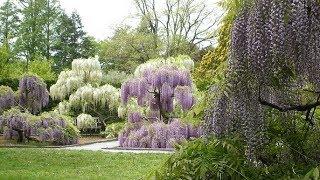 The Art of Wisteria