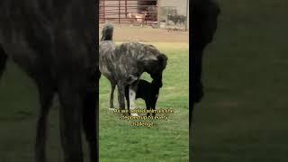 A legend of a livestock guardian dog in every way… today is her day