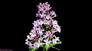 Lilac blooming, Time lapse