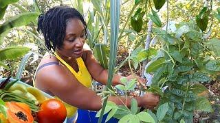 I Grow Almost 100% of My Veggies in My Backyard ||Harvest with Me 