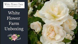  White Flower Farm Bare Root Rose Unboxing | Champagne Wishes Rose by Ping Lim & Easy Elegance