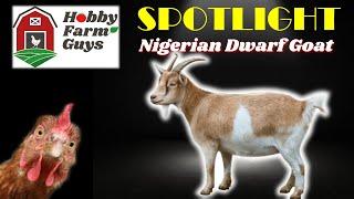 HFG Farm Animal Spotlight: Nigerian Dwarf Goats