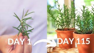 How to grow rosemary from cutting complete guide | from garden to kitchen