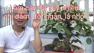 Cách làm cho cây đa nảy nhiều chi dăm, đốt ngắn, lá nhỏ