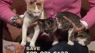 Homeless Tails - NJN Public Television & Radio