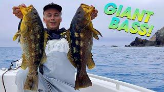 INSANE Calico Bass fishing at the island!!  |  Catalina Island  |  Warbaits Team