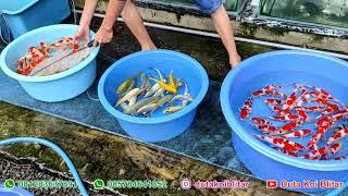 Perbedaan Harga Ikan Koi Blitar 70rb & 150rb, Kalah Bodi Menang Kualitas Warna