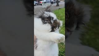 Bunny Diary:  Bunny D #lionheadrabbit #rabbit #bunny #lionheadrabbit