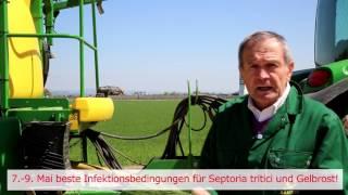 Weizen - Septoria tritici und Gelbrost 2017