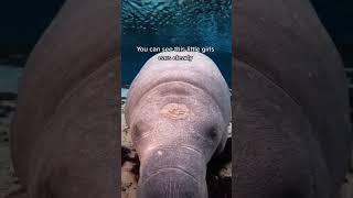 Did you know Manatees have ears? #marinebiology #science #manatee #dugong #sciencefacts #trivia