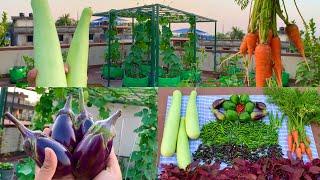 Massive Harvesting Of Pure Organic Veggies From My Terrace Garden//Harvesting Organic Vegetables