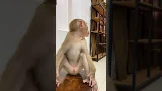 Monkey Bryan and Monkey icy good friendship #shorts #bae3 #animals #viral #monkey #cute #icy