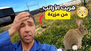 هربت الأرانب من مزرعة