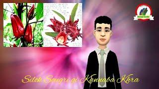 Silok Sougri gi Kannaba Khra || Benefits Of Roselle || Manipur Reader