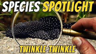 Discover the Starlight Bristlenose Pleco - Ancistrus dolichopterus - L183