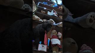 Карликовый новогодний зубр. Минск, Dana Mall.