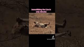 Black Mamba bites male Lion ️ Caution ️ Viewer Discretion Advised 