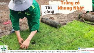 Cỏ Nhật | Trồng Cỏ Nhung Nhật Dạng Thảm Cho Sân Vườn Tại Tp.HCM